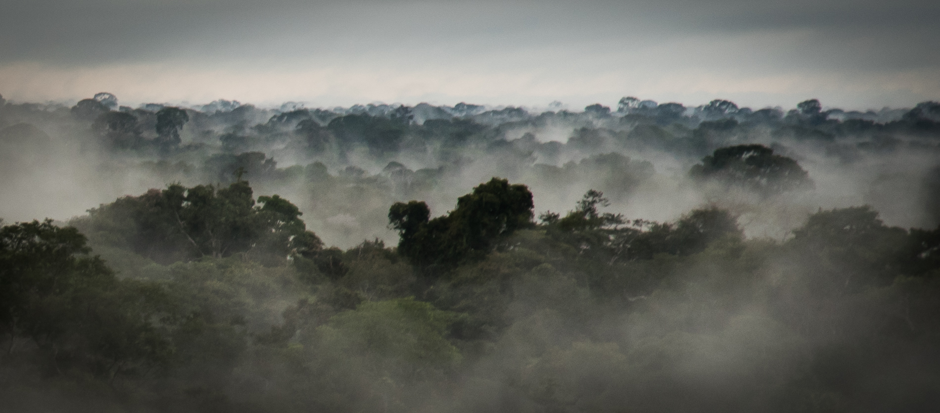 Amazon River | Trips Amazon River | Amazon Lodge Iquitos | Amazon River ...